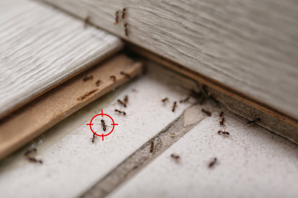 Best Wasp Removal Services  in San Buenaventura, CA