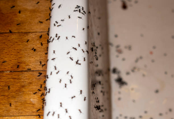 Best Bed Bug Extermination  in San Buenaventura, CA