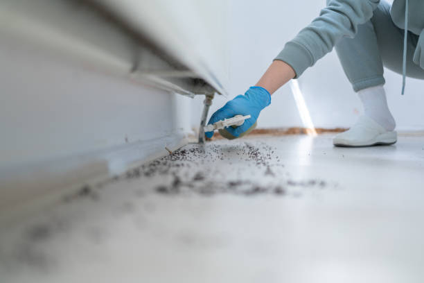 Best Flea Control Services  in San Buenaventura, CA
